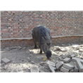 武清野猪肉价格 天津宝坻特种野猪养殖基地 