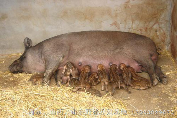 湖北野猪养殖场免费提供野猪养殖技术供应野猪肉 