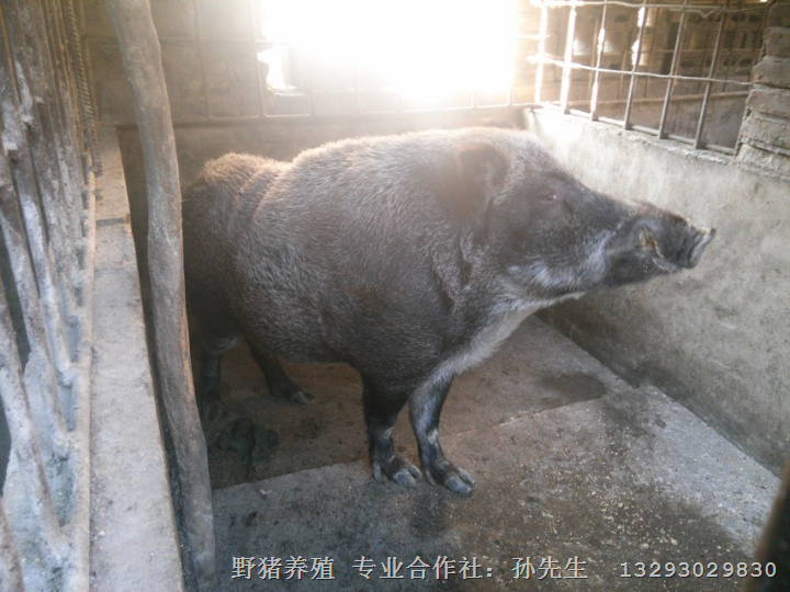 辽宁野猪养殖 宁夏野猪养殖场 新疆野猪肉价格 