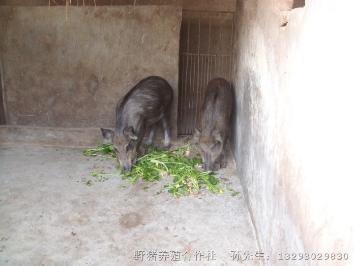 河北野猪养殖基地@河南野猪仔猪 