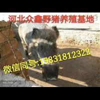 湖北野猪养殖技术-湖北野猪肉价格-生态野猪养殖基地 