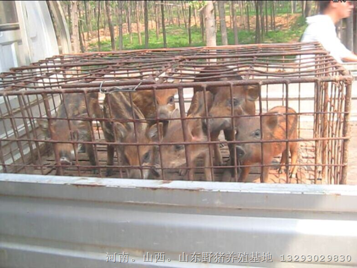 郑州野猪养殖场出售各种大小特种野猪及野猪肉 