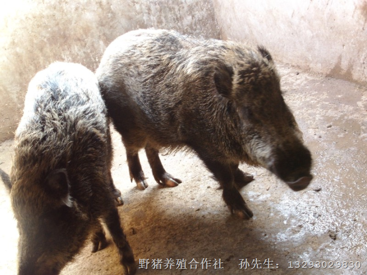 河南现代化野猪养殖场@河南野猪仔猪 