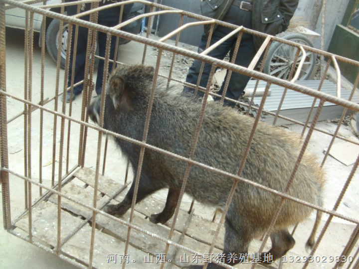 中秋节野猪肉送礼  面向河南山西山东等地的客户打折销售野猪肉 