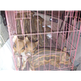 济南野猪肉聊城野猪养殖技术淄博小野猪 