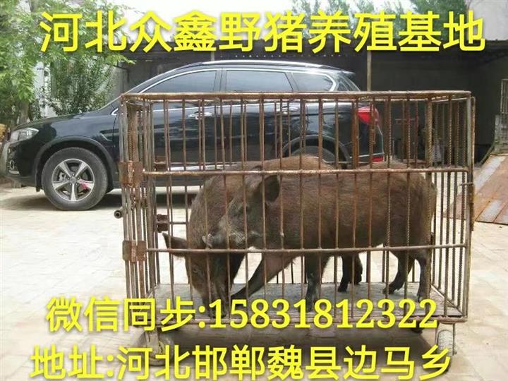 广西野猪养殖技术-广西野猪肉价格-生态野猪养殖基地 