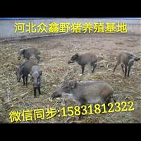 吉林哪里有野猪养殖场？野猪苗价格 