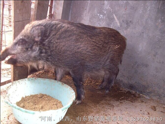 陕西纯种野猪 纯种野猪养殖技术 纯种野猪苗价格 