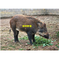 河南纯种野猪 大型野猪养殖基地 郑州野猪苗价格 