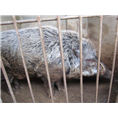 河南野猪养殖基地出售各种野猪公猪母猪 