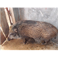 四川野猪养殖基地 广安野猪肉 巴中纯种野猪价格优惠 
