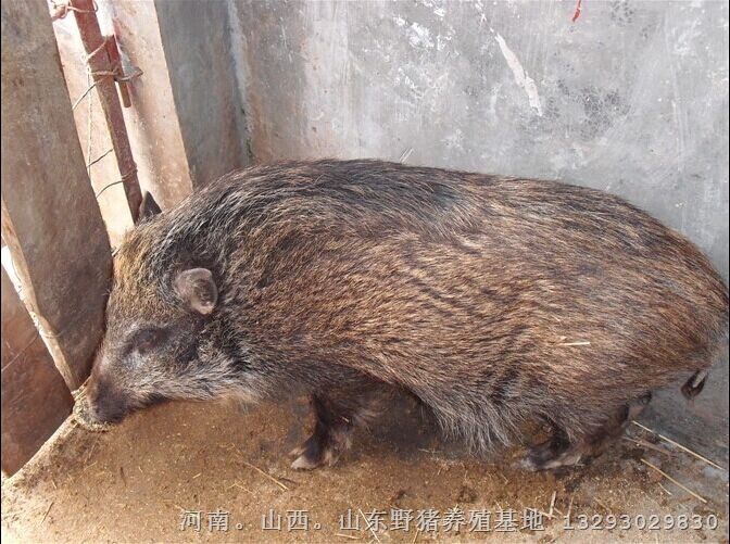 特种野猪肉%野猪苗价格%野猪肉的做法 