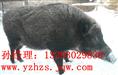 河南野猪养殖#河南野猪价格