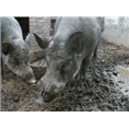 淄博野猪养殖基地 周村临淄野猪苗价格 