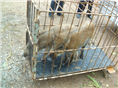 河南野猪基地#河南野猪养殖场规模大 