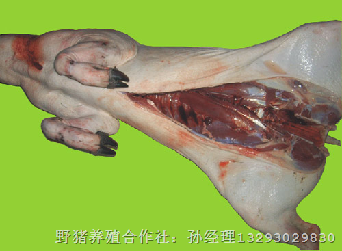 山东野猪肉|山东野猪价格|山东野猪肉营养价值高 