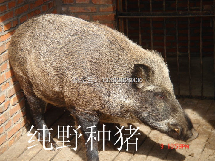 野猪苗价格|山西野猪肉价格 