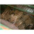 临汾野猪养殖 吕梁野猪肉 山西忻州野猪养殖基地 