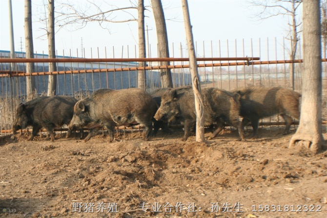 天津野猪肉 天津特种野猪 内蒙野猪养殖基地 