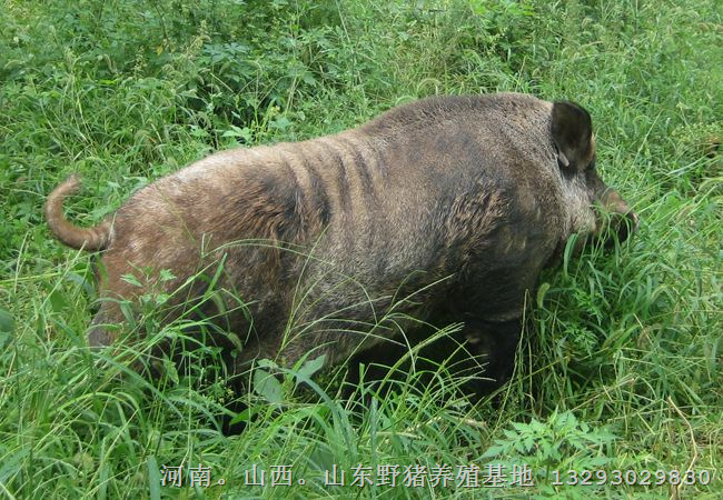 过年过节送野猪肉-野猪肉礼品盒河南野猪 