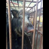 郑州野猪 河南**的野猪养殖交易中心 
