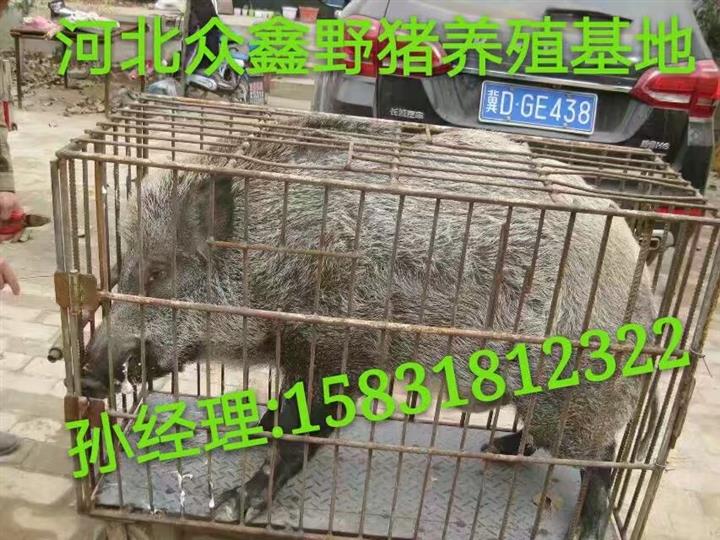 贵州哪里有野猪养殖场？野猪苗价格 