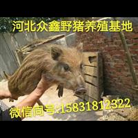 青海野猪养殖技术-青海野猪肉价格-生态野猪养殖基地 
