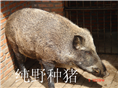 野猪苗价格|山西野猪肉价格 