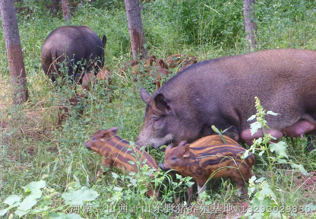 山西小野猪饲养场常年批发野猪肉及野猪苗 