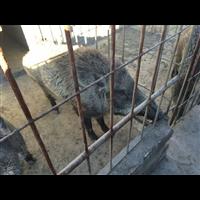 野猪养殖基地 邯郸特种野猪养殖场 