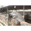 邯郸野猪肉专卖店峰峰武安野猪养殖场 