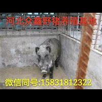 青海哪里有野猪养殖场？野猪苗价格 