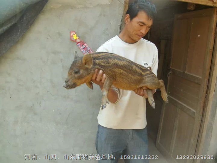 北京野猪|北京野猪肉、提供种猪、小野猪 