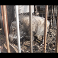 盐城野猪养殖场 淮安野猪苗价格 南通野猪养殖基地 