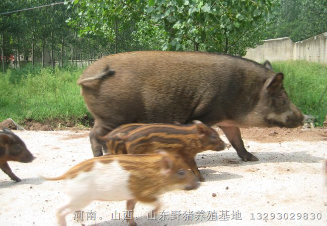 山西太原野猪肉哪里好？就到临汾野猪养殖场 