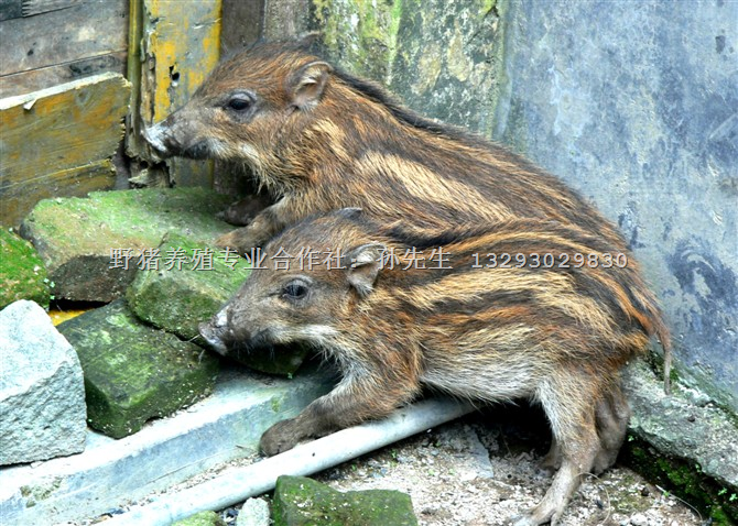 特种野猪养殖基地|河南、山西、山东批发野猪苗 