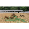 渭南野猪养殖 铜川特种野猪肉 延安野猪养殖基地 
