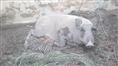 河南野猪价格|河南野猪养殖场|河南野猪苗 