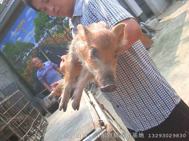 吉林野猪养殖场哪里好？就到辽宁黑龙江纯种野猪养殖基地 