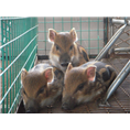 安徽纯种野猪 合肥野猪养殖 芜湖野猪养殖基地 