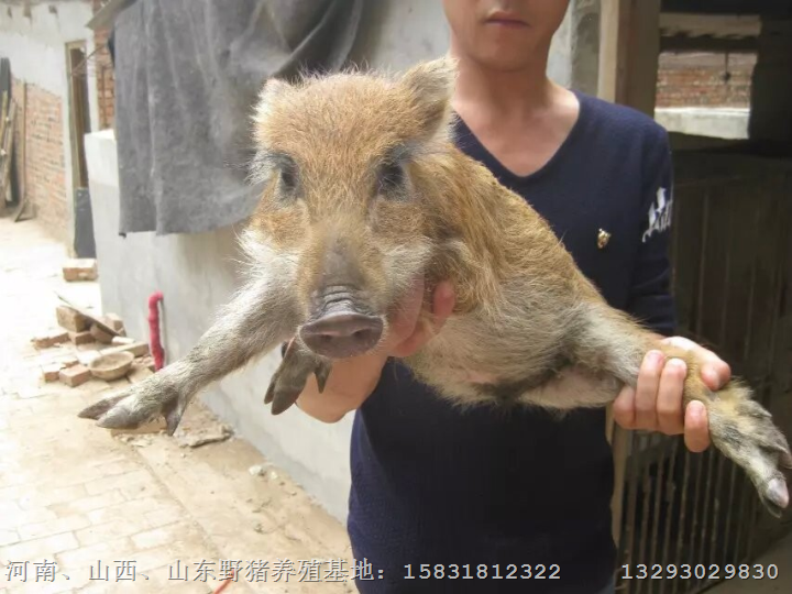 商丘野猪养殖场周口焦作野猪养殖基地 