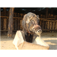 野猪养殖场-野猪苗-邯郸野猪养殖 