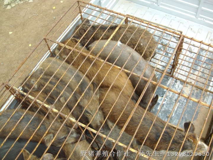 山西野猪养殖场@规模化野猪驯养基地 