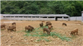 潍坊野猪养殖-济宁野猪肉价格-泰安大型野猪养殖基地 