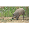 蓟县纯种野猪养殖 蓟县特种野猪肉价格及养殖基地 