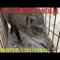 许昌野猪养殖基地 河南野猪养殖专业合作社 