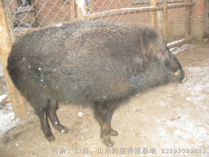特种野猪肉价格-聊城济南野猪养殖基地 