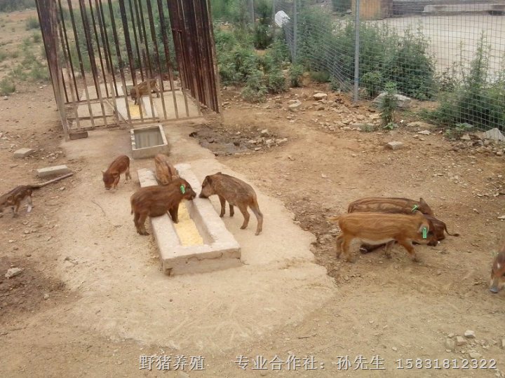 安阳野猪养殖基地 内黄野猪肉 野猪肉专卖店 