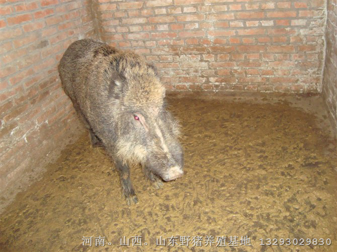 河南野猪肉价格 濮阳安阳野猪养殖基地 