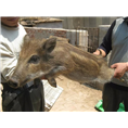 吉林野猪养殖场辽宁野猪肉沈阳野猪苗价格 
